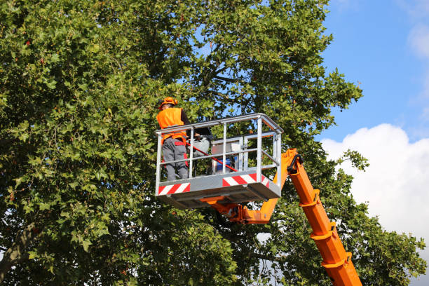 Best Arborist Consultation Services  in Santa Ynez, CA